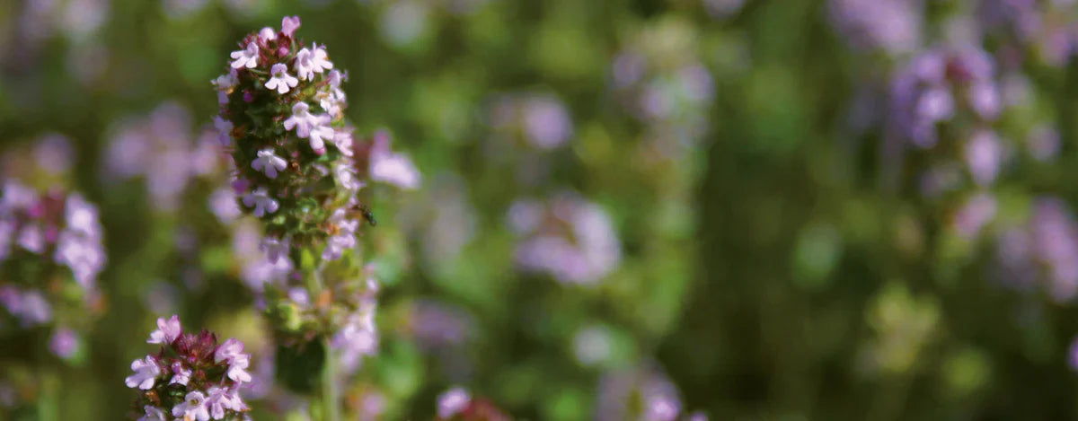 I benefici degli oli essenziali di timo