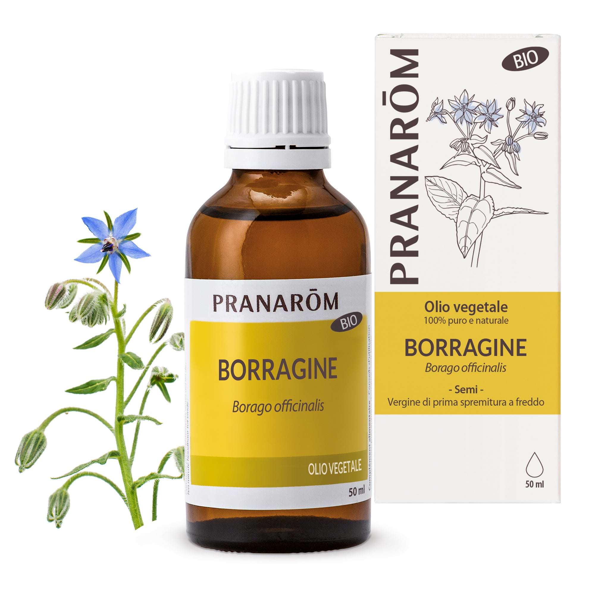 Borragine - Bio