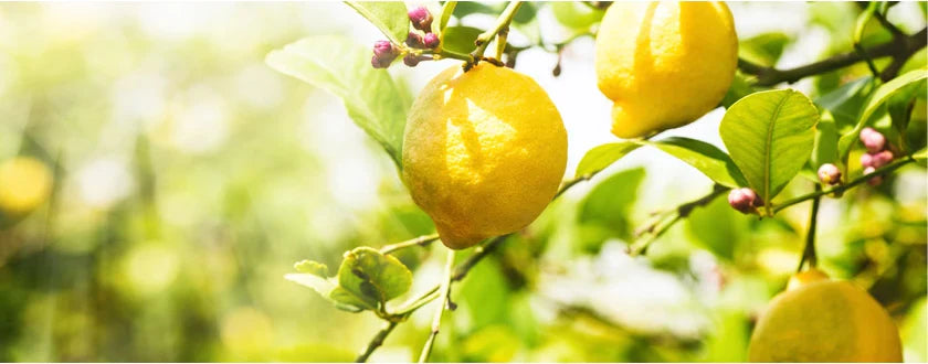 Tutto sull'olio essenziale di limone